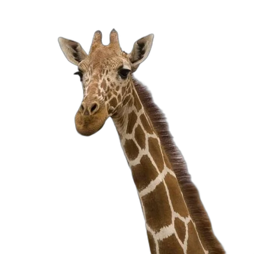 animal, creature, face, staff transparent PNG cut-out