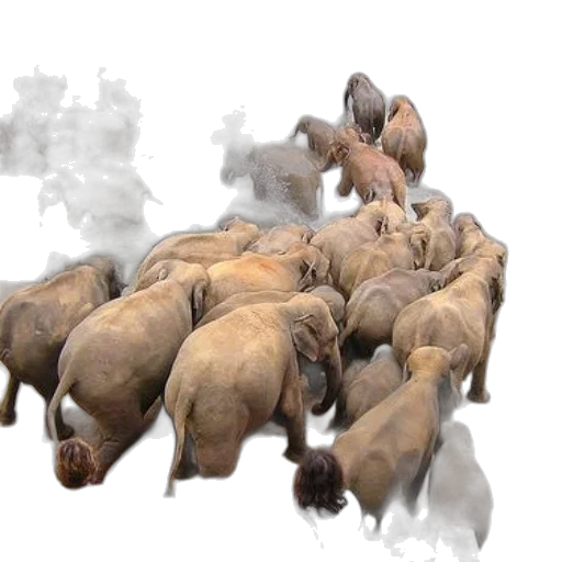 animal, concept art, 3d render, photorealistic, fog, fire, herd, elephants transparent PNG cut-out