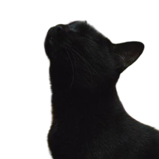 animal, creature, staff, face, photorealistic, 3d render, dark, black transparent PNG cut-out