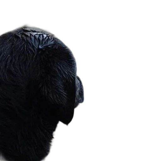 hair, animal, hat, mask, photorealistic, 3d render, dark, black transparent PNG cut-out