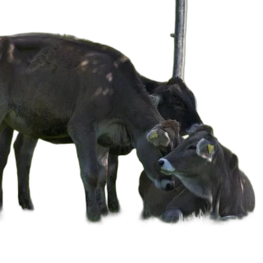 animal, staff, creature, weapon, concept art, 3d render, photorealistic, two transparent PNG cut-out
