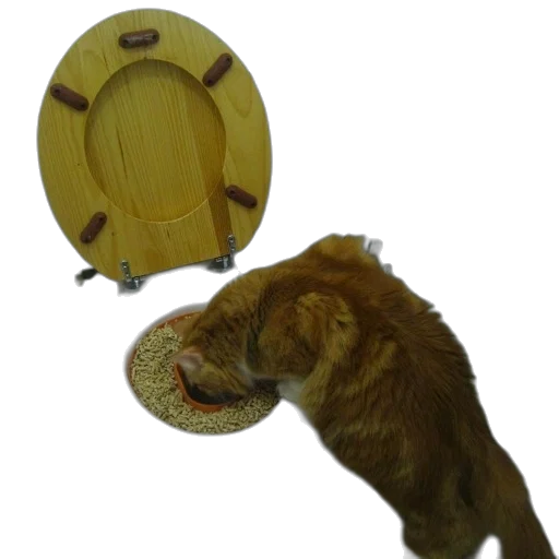 hat, animal, mask, staff, 3d render, cat, drinking, toilet transparent PNG cut-out