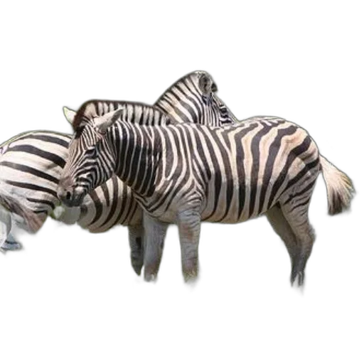 animal, creature, 3d render, concept art, photorealistic, three, zebras, standing transparent PNG cut-out