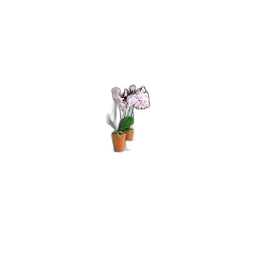 flower, staff, crown, furniture, 3d render, pixel art, photorealistic, concept art transparent PNG cut-out