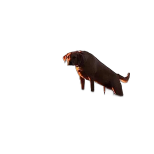 animal, creature, dragon, hair transparent PNG cut-out
