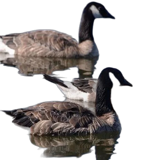 animal, jacket, photorealistic, 3d render, three, canada, geese, swimming transparent PNG cut-out