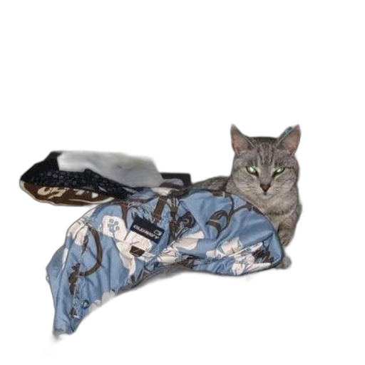 shoes, animal, umbrella, staff, cat, sits, bed, clothes transparent PNG cut-out