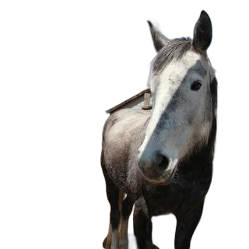 animal, creature, staff, face, photorealistic, 3d render, concept art, gray transparent PNG cut-out