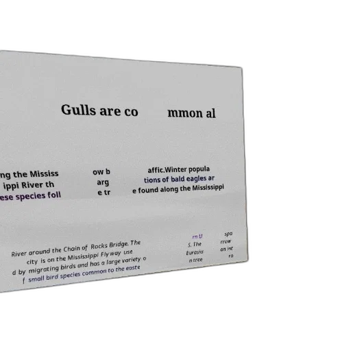 food, gulls, common, along, mississippi, river, while, bald transparent PNG cut-out