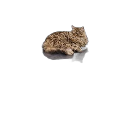 animal, creature, hat, jacket, 3d render, photorealistic, pixel art, concept art transparent PNG cut-out
