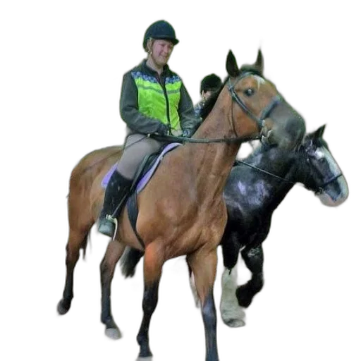 jacket, staff, animal, person, riding, brown, horse, forest transparent PNG cut-out