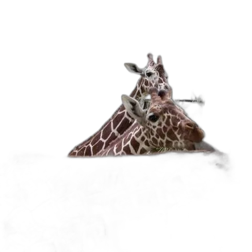 crown, animal, jewelry, dragon, concept art, photorealistic, 3d render, fantasy art transparent PNG cut-out