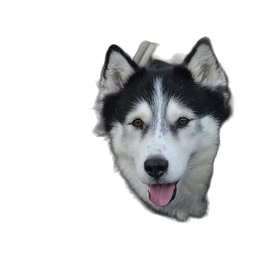 animal, creature, face, staff, photorealistic, pixel art, 3d render, watercolor transparent PNG cut-out