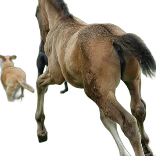 animal, staff, creature, hair, photorealistic, 3d render, concept art, oil painting transparent PNG cut-out