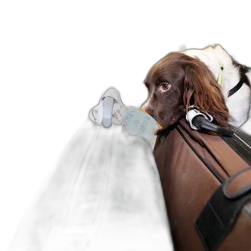 animal, staff, weapon, concept art, photorealistic, 3d render, fantasy art, dog transparent PNG cut-out