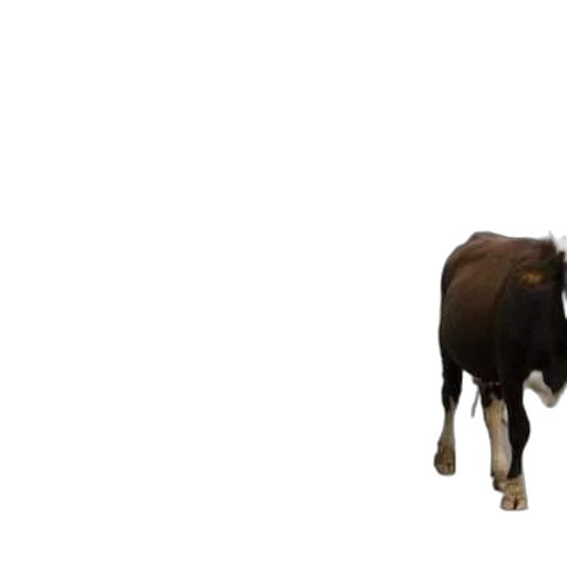 animal, creature, food, weapon, concept art, 3d render, photorealistic, pixel art transparent PNG cut-out