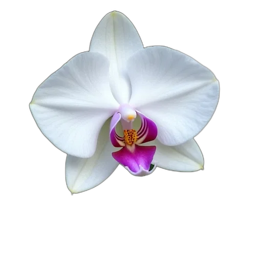flower, jewelry, crown, staff, photorealistic, 3d render, oil painting, close-up transparent PNG cut-out