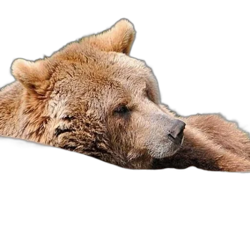 animal, creature, face, staff, photorealistic, concept art, 3d render, pixel art transparent PNG cut-out