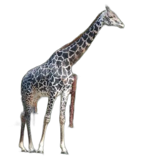 animal, creature, staff, jewelry, 3d render, concept art, photorealistic, watercolor transparent PNG cut-out
