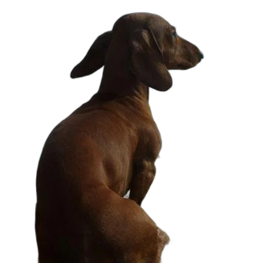 animal, staff, creature, crown, photorealistic, 3d render, brown, dog transparent PNG cut-out