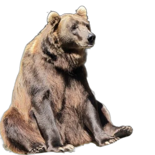 animal, creature, staff, photorealistic, concept art, watercolor, brown, bear transparent PNG cut-out