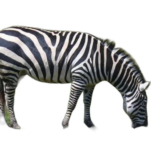 animal, creature, staff, jewelry transparent PNG cut-out