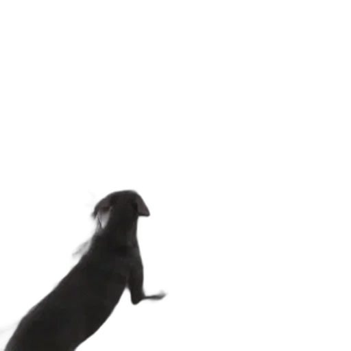 animal, creature, hair, robot transparent PNG cut-out