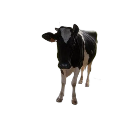 animal, creature, robot, food, 3d render, photorealistic, concept art, black transparent PNG cut-out