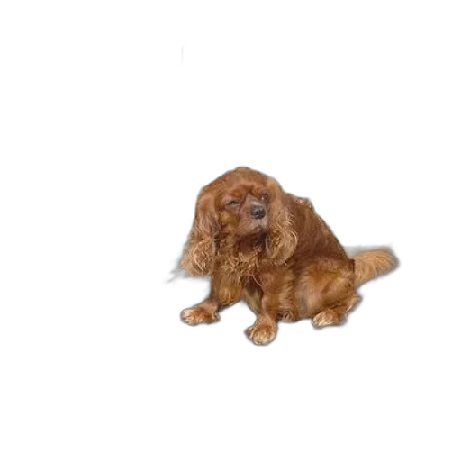 animal, creature, staff, hair, photorealistic, 3d render, oil painting, watercolor transparent PNG cut-out