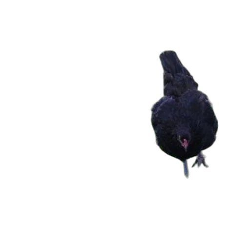animal, creature, hat, staff, 3d render, photorealistic, concept art, pixel art transparent PNG cut-out