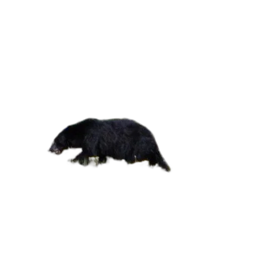animal, creature, hair, hat, 3d render, photorealistic, concept art, pixel art transparent PNG cut-out