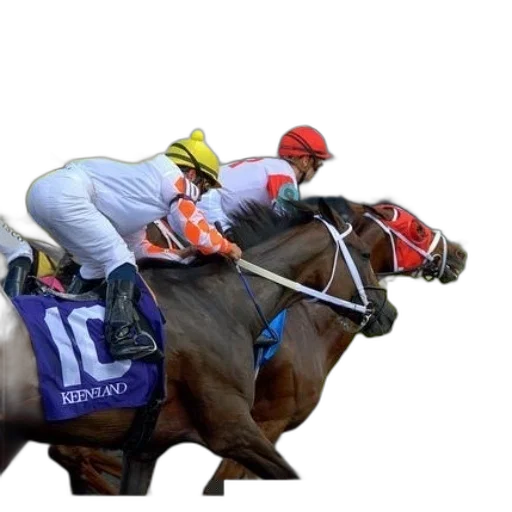 animal, horse, racing, keeneland transparent PNG cut-out