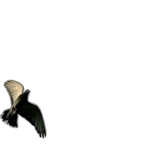 animal, creature, dragon, staff, photorealistic, 3d render, concept art, pixel art transparent PNG cut-out