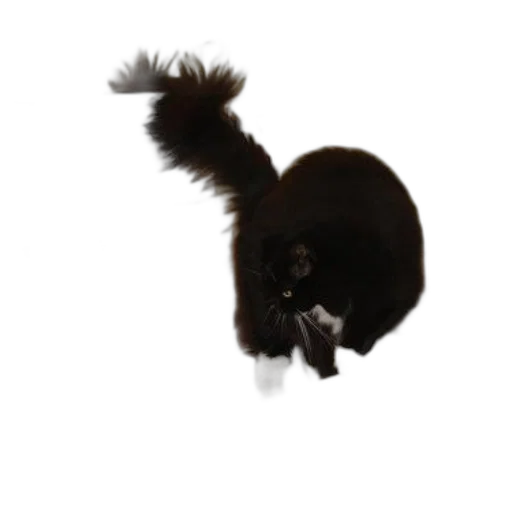 hair, animal, staff, hat, 3d render, photorealistic, concept art, pixel art transparent PNG cut-out