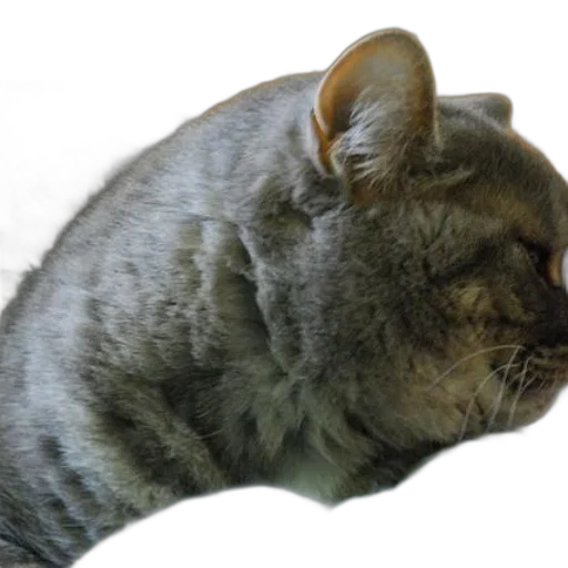 animal, creature, staff, hat, photorealistic, 3d render, concept art, gray transparent PNG cut-out