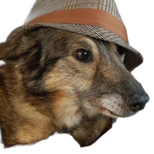 hat, animal, face, staff, photorealistic, dog, wearing, plaid transparent PNG cut-out