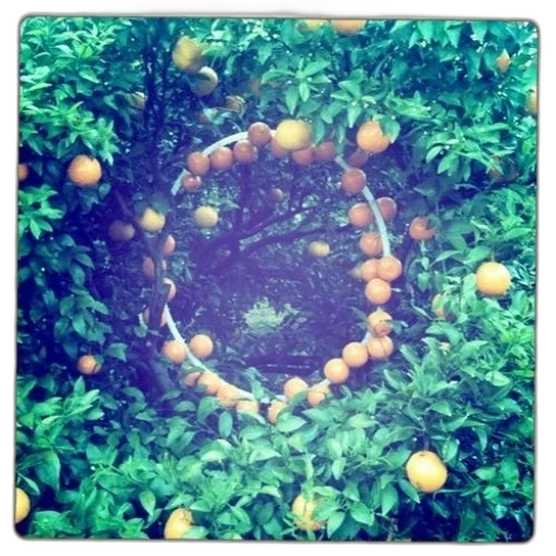 jewelry, crown, tree, staff, earth tones, neon, circle, oranges transparent PNG cut-out