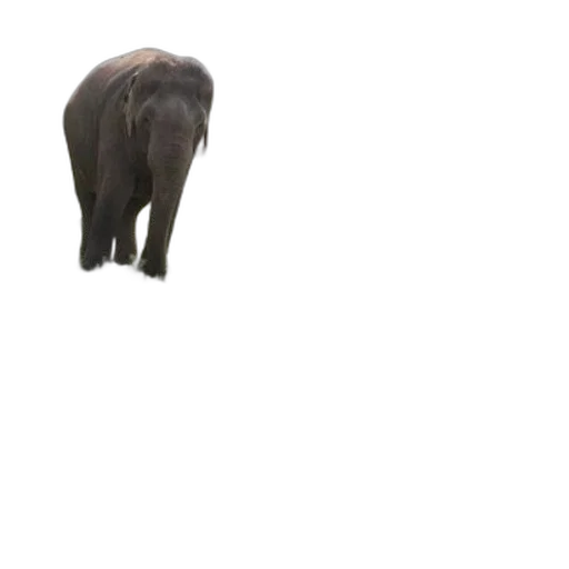 animal, creature, hat, weapon, 3d render, concept art, photorealistic, forest transparent PNG cut-out