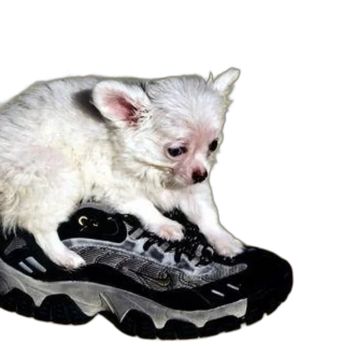 shoes, animal, creature, dragon, photorealistic, 3d render, fluffy, white transparent PNG cut-out