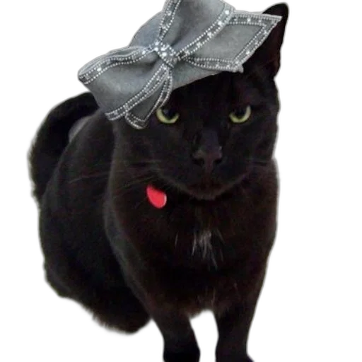 hat, crown, umbrella, staff, photorealistic, black, cat, wearing transparent PNG cut-out