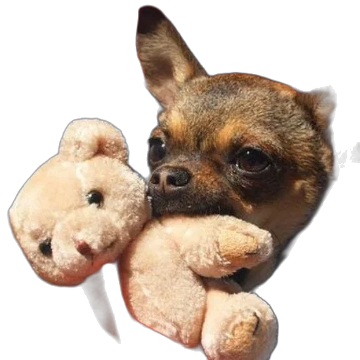animal, creature, face, staff, photorealistic, 3d render, small, dog transparent PNG cut-out