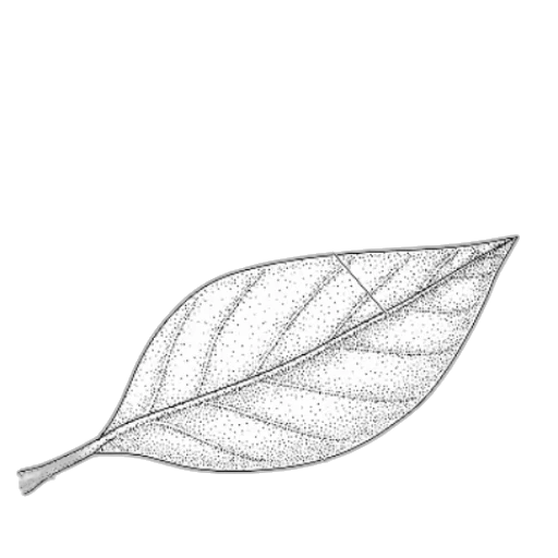 crown, staff, tree, flower, photorealistic, pencil sketch, 3d render, concept art transparent PNG cut-out