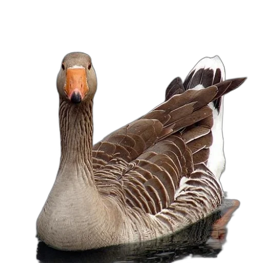 animal, crown, creature, weapon, photorealistic, 3d render, duck, brown transparent PNG cut-out