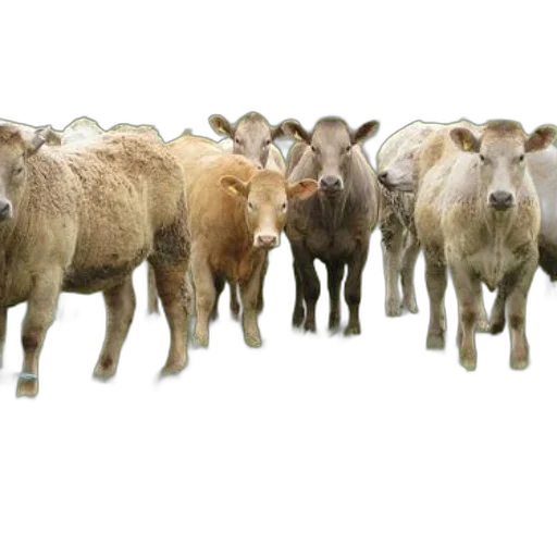 animal, group, cows, stands, green, pasture, behind, blue transparent PNG cut-out