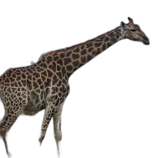 animal, creature, staff, dragon, 3d render, concept art, photorealistic, fantasy art transparent PNG cut-out