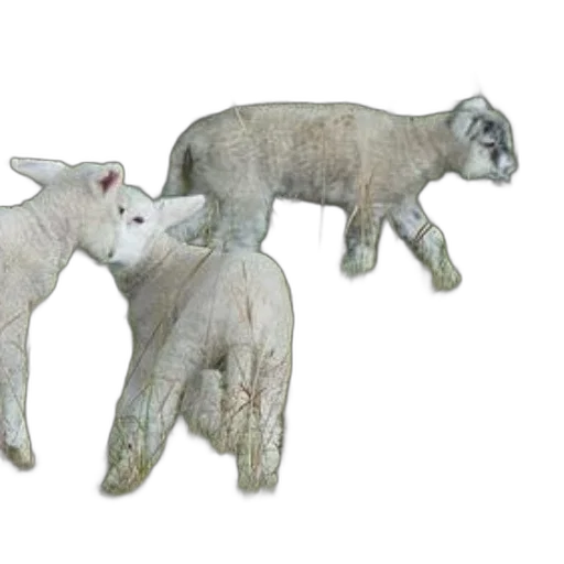 animal, 3d render, three, white, lambs, stand, grassy, field transparent PNG cut-out