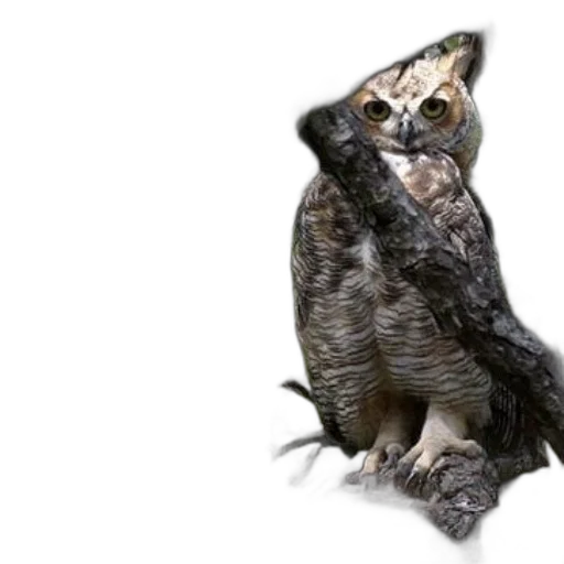 animal, staff, creature, jacket transparent PNG cut-out