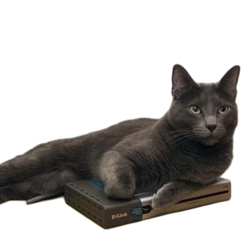 furniture, animal, staff, shoes, photorealistic, gray, cat, lounges transparent PNG cut-out