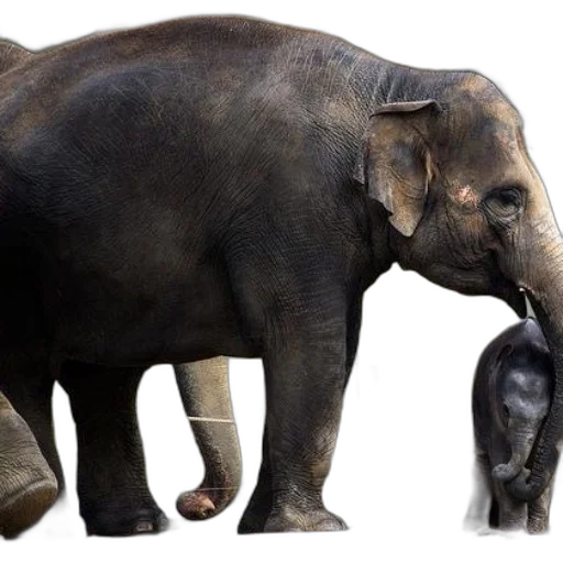 animal, creature, photorealistic, concept art, mother, elephant, her, calf transparent PNG cut-out