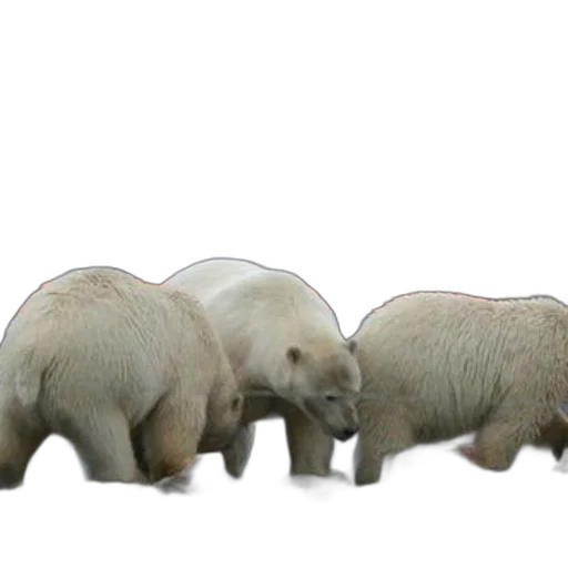 animal, 3d render, concept art, three, polar, bears, beach, boat transparent PNG cut-out